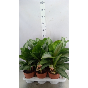 Aglaonema  'Silver Bay'