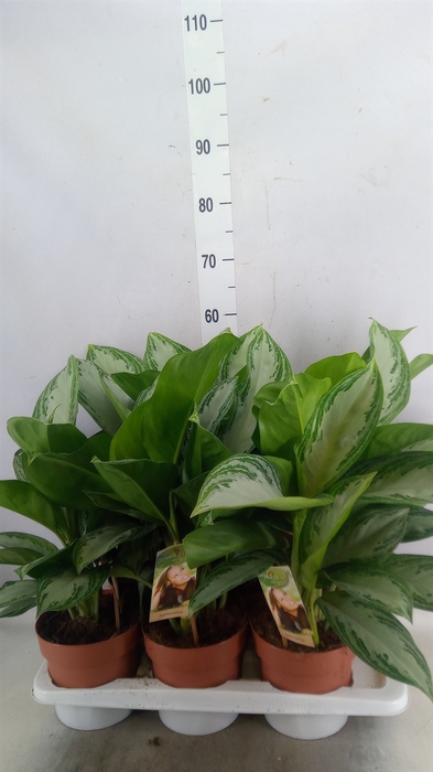 <h4>Aglaonema  'Silver Bay'</h4>
