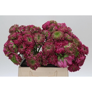 Ranunculus Pon Pon Fanny Super