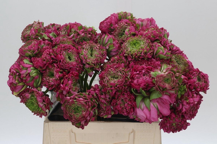 <h4>Ranunculus Pon Pon Fanny Super</h4>