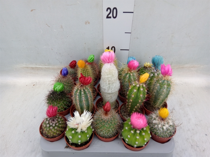 <h4>Cactus   ...decorated</h4>