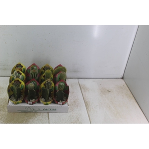 CACTUS ENXERTADO P07