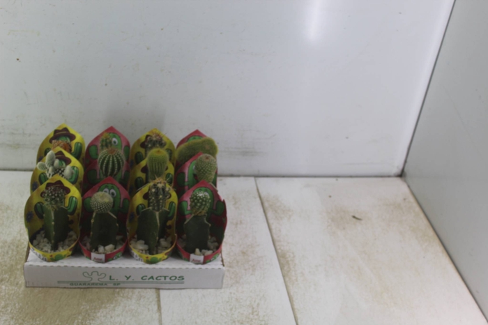 <h4>CACTUS ENXERTADO P07</h4>