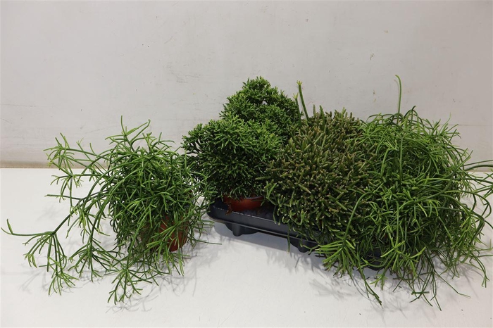 <h4>Rhipsalis Gem</h4>