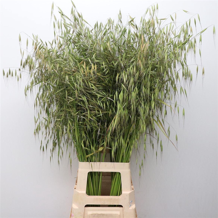 <h4>Avena Sterilis</h4>