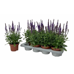 SALVIA NE SE DP BLUE