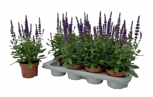 <h4>SALVIA NE SE DP BLUE</h4>