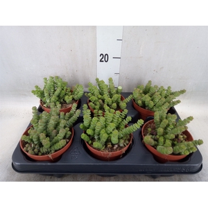 Crassula marnieriana