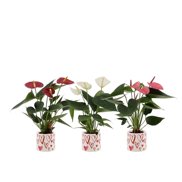 <h4>Anthurium 3 color mix in Stockholm ceramics</h4>