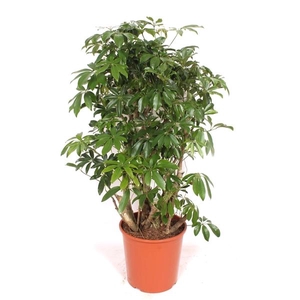 Schefflera arboricola 'Compacta'