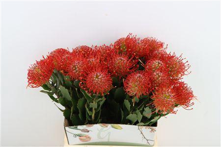 <h4>LEUCOS TANGO</h4>