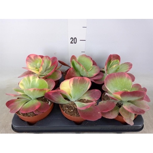 Kalanchoe NF thyrsiflora 'Red Lips'