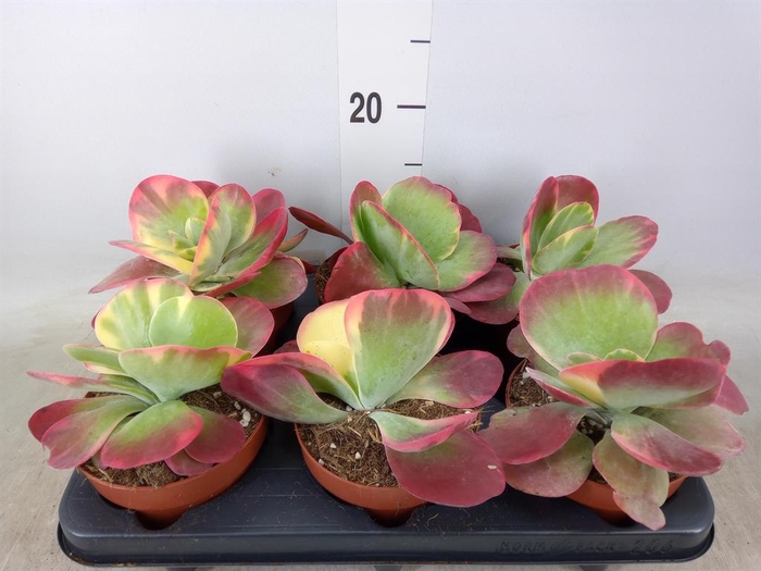 <h4>Kalanchoe NF thyrsiflora 'Red Lips'</h4>
