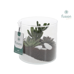 Glas Cilinder vaas met succulenten
