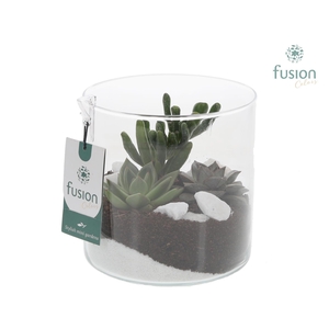 Glas Cilinder vaas met succulenten