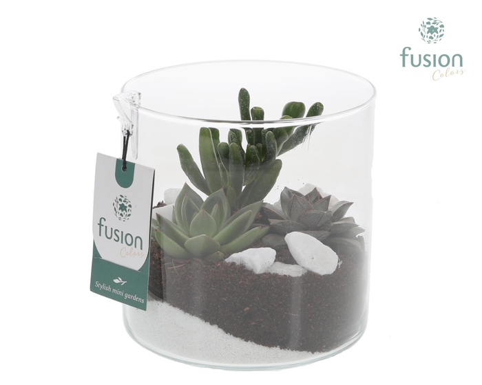 <h4>Glas Cilinder vaas met succulenten</h4>