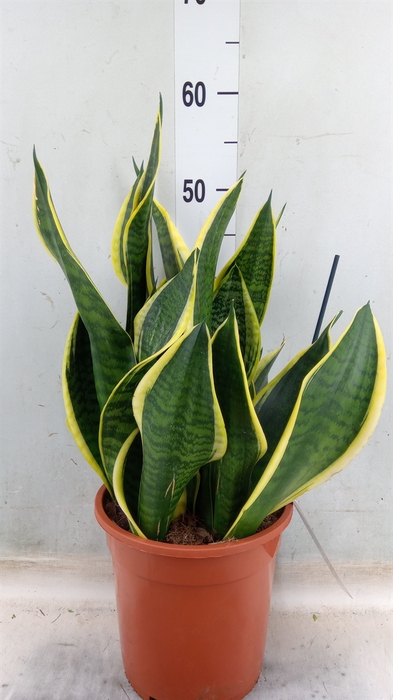 <h4>Sansevieria trifa. 'Laurentii'</h4>