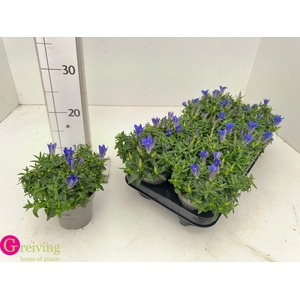 GENT LUIS EASY BLUE