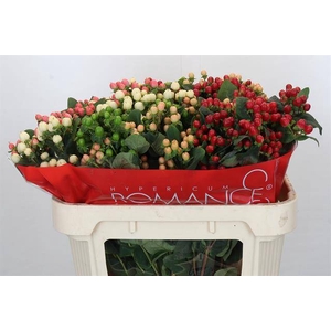 Hypericum Rainbow Romance Spray