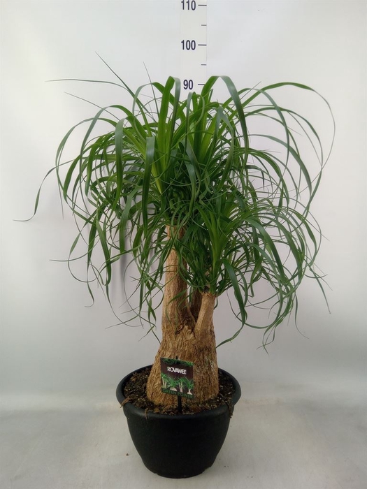 <h4>Beaucarnea recurvata</h4>
