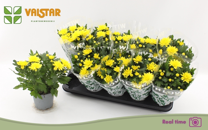 <h4>CHRYS DA VINCI YELLO</h4>