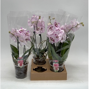 PHAL OV