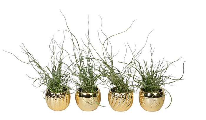 <h4>JUNCUS P6</h4>