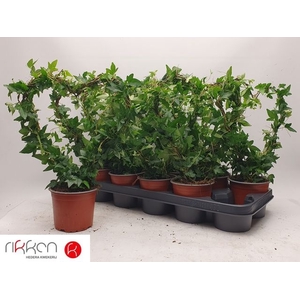 HEDERA HEART P12