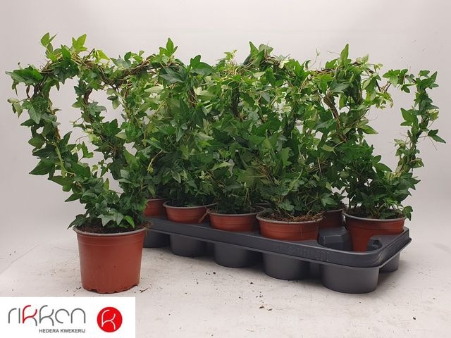 <h4>HEDERA HEART P12</h4>