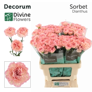 Dianthus st Sorbet