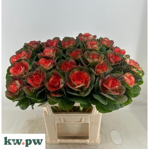 BRASS EMPIRE AGATHAN