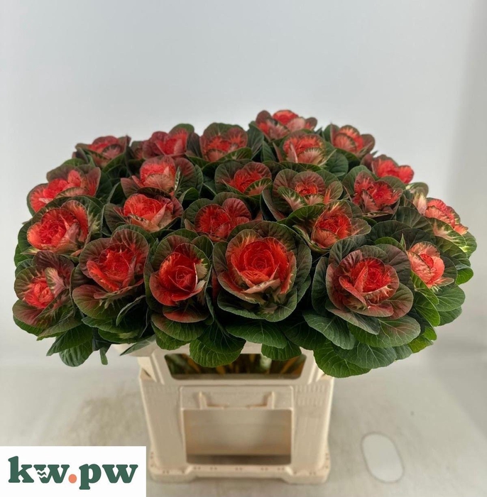 <h4>BRASS EMPIRE AGATHAN</h4>