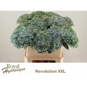 HYDR M MAG REVOL XXL