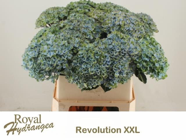 <h4>HYDR M MAG REVOL XXL</h4>