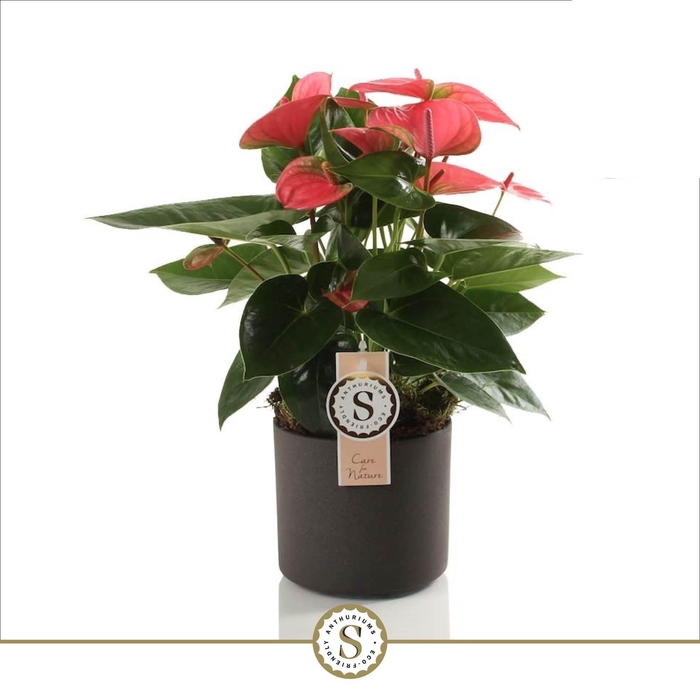 <h4>Bari Keramiek Grey - Pink Champion 12cm</h4>