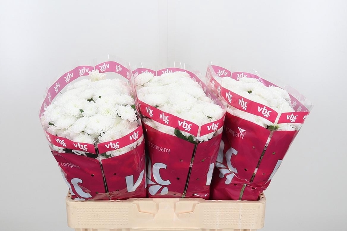 <h4>Chr San Baikal</h4>