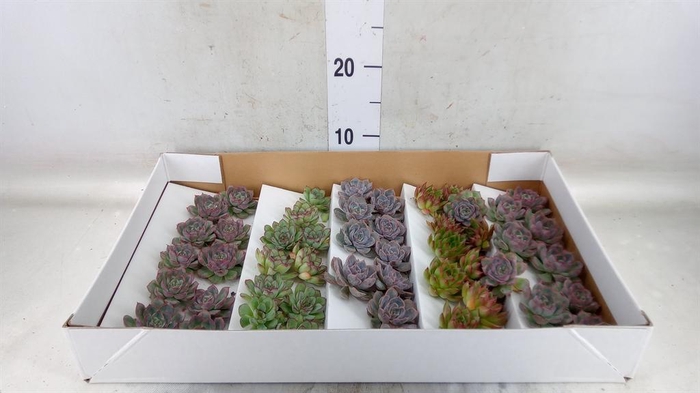 <h4>Echeveria   ...mix</h4>