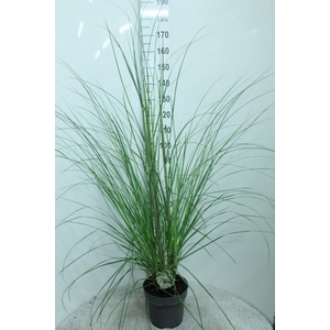 Cortaderia sell. 'Pumila'