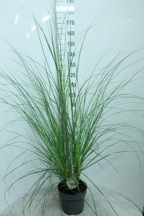 <h4>Cortaderia sell. 'Pumila'</h4>