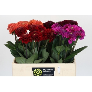 Dahlia Fox Mix