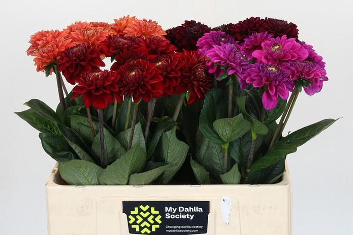 <h4>Dahlia Fox Mix</h4>