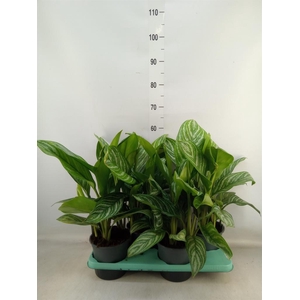Aglaonema  'Stripes'