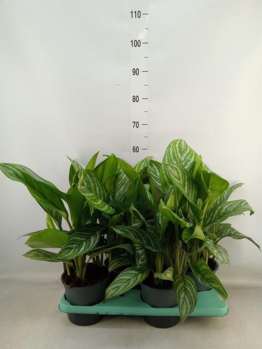<h4>Aglaonema  'Stripes'</h4>