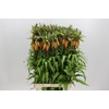 Fritillaria Imperialis Orange Sweet