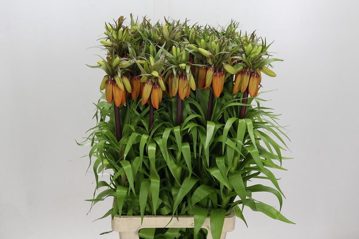 Fritillaria Imperialis Orange Sweet