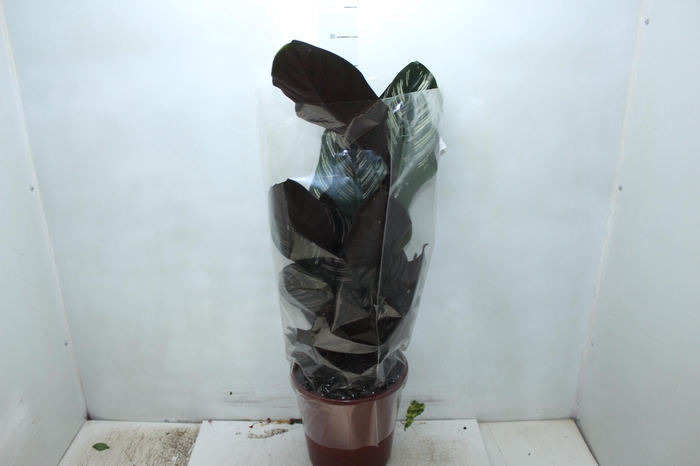 <h4>MARANTA VARIADO P23</h4>