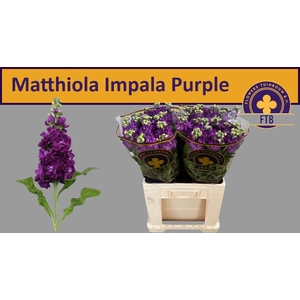 MATTH IMPALA PURPLE