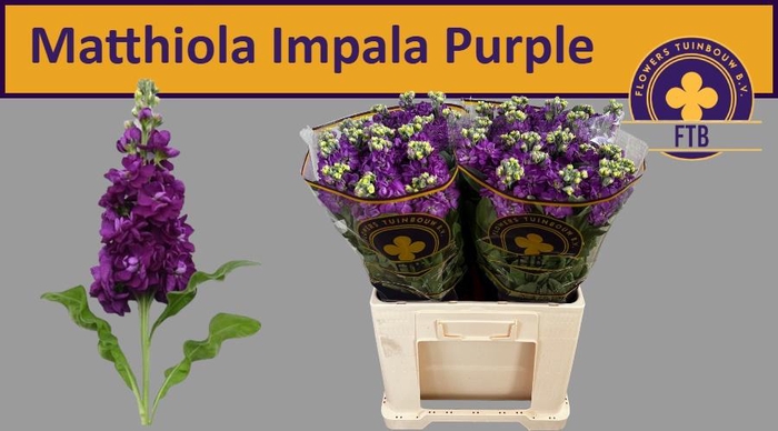 <h4>MATTH IMPALA PURPLE</h4>