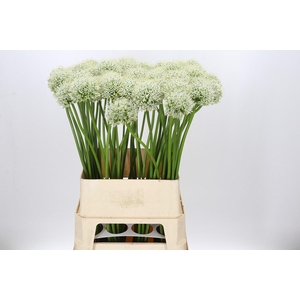 Allium Mount Everest