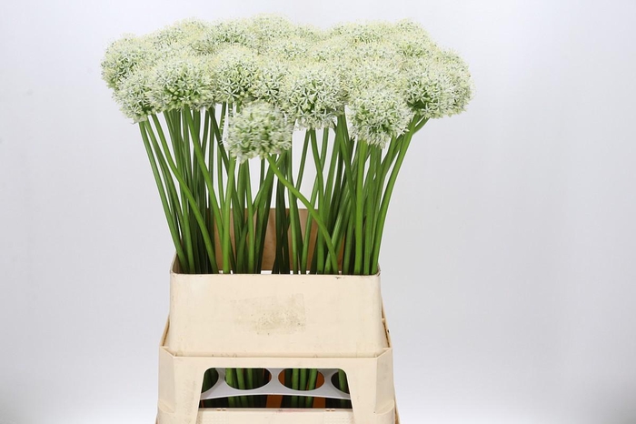 <h4>Allium Mount Everest</h4>